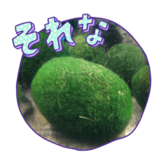 ラフなまりもスタンプ