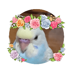 うちのインコず4