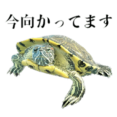 意外と使える かめきちのスタンプ