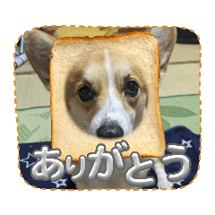 コーギーコロモスタンプ改3