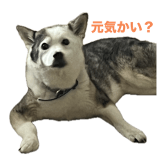 モモさんの1日スタンプ☆