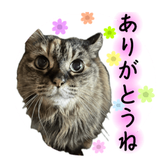 サイベリアンのあいちゃん。