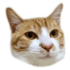 保護猫茶トラの胡椒くん