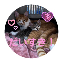 ねこの気持ち♡スタンプ