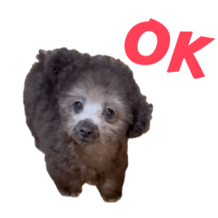 自称セラピー犬：にぼしちゃん