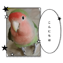 リアルコザクラインコファミリー　写真版