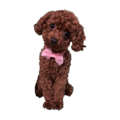 ここちゃんは今日も元気！！！