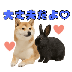 毎日使える！柴犬＆黒うさぎ