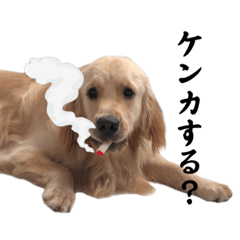 ゴールデンレトリバー（ジャック2）
