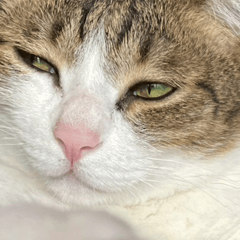 Chen's Cat Brothers