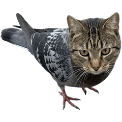 鳩ねこ