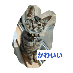 なおさんちのねこ３
