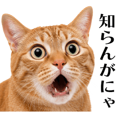 リアル猫★関西弁