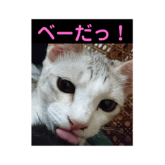 ニャンコ自宅警備隊