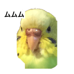 うちのピヨちゃん