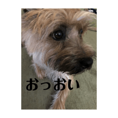 ケアーーンテリア