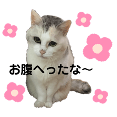 家のねこちゃん