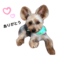 ヨーギーノエちゃんのごあいさつ❤︎