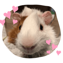 モルモットのペチーノ