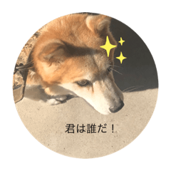 朝一犬