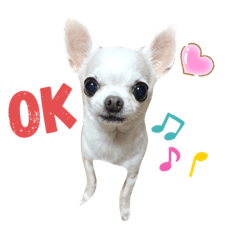 白スムチのまゆたん